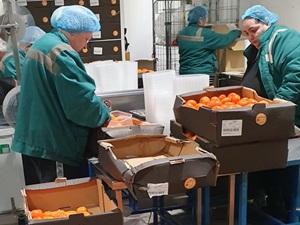 Croatia Fruit Inspection QC Surveys